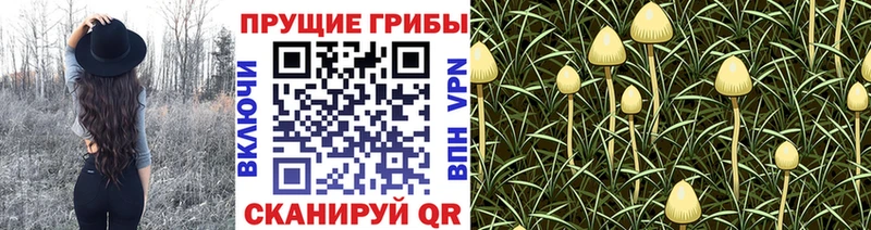 ОМГ ОМГ как зайти  Михайловск  Псилоцибиновые грибы мицелий 